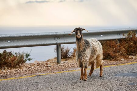 Mountain goat walking on a road in sunset in Oludeniz, Turkeyの写真素材