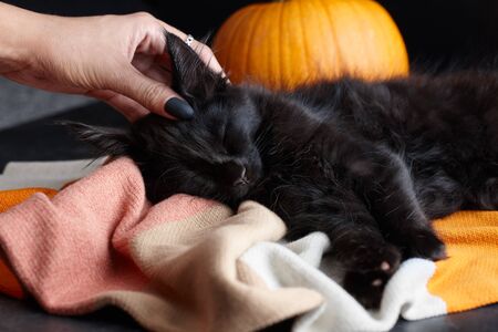 Halloween symbol. Petting sleeping black maine coon cat in plaid blanket on orange pumpkins...