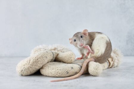 Rat on winter mittens. New Year 2020 symbol.の写真素材