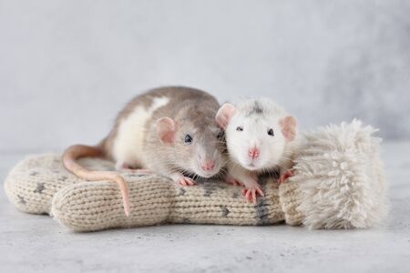 Lovely rat couple on winter mittens. New Year 2020 symbol.