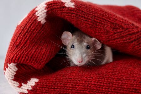 Rat hiding in Christmas winter sweater. New Year 2020 symbol.の写真素材