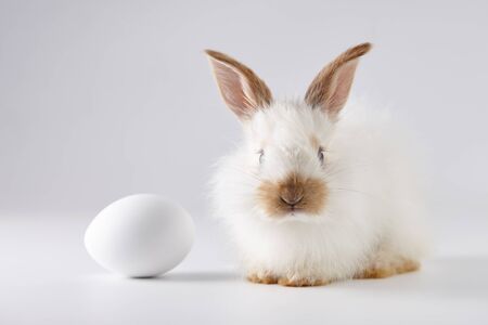 Easter bunny rabbit with egg on light gray background, holiday concept.の写真素材