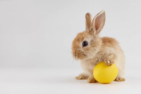 Ginger Easter bunny rabbit with egg on gray background, holiday conceptの写真素材
