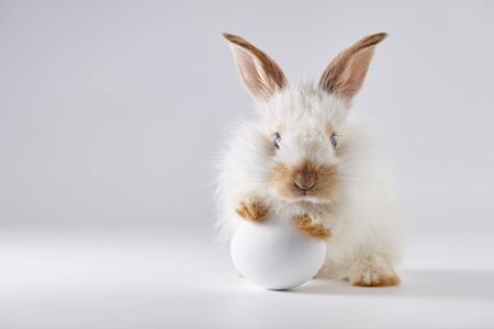 Easter bunny rabbit with egg on light gray background, holiday concept.の写真素材