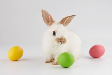 Easter bunny rabbit with colorful eggs on light gray backgroundの写真素材