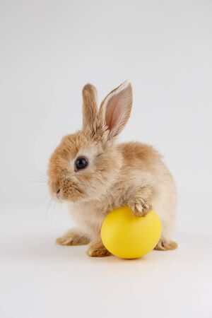 Ginger Easter bunny rabbit with egg on gray background, holiday conceptの写真素材