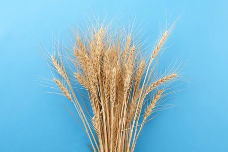 Ripe wheat ears bunch on blue background, top viewの写真素材
