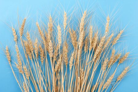 Ripe wheat ears on blue background, top view