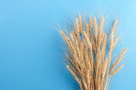 Ripe wheat ears bunch on blue background, copy spaceの写真素材