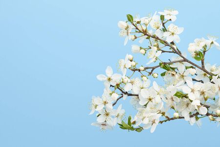 Spring cherry blossoms on blue sky background, all in focusの写真素材