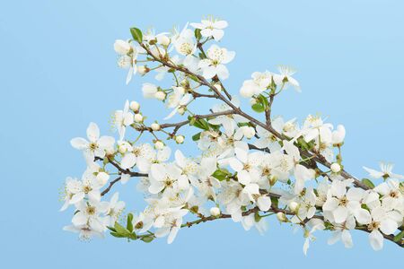 Spring cherry blossoms on blue sky background, all in focusの写真素材