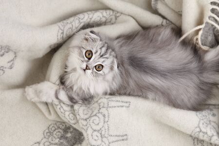 Playful highland fold kitten on wool blanket background, pet portraitの写真素材