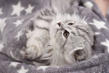 Highland fold kitten wrapped in blanket, pet portraitの写真素材