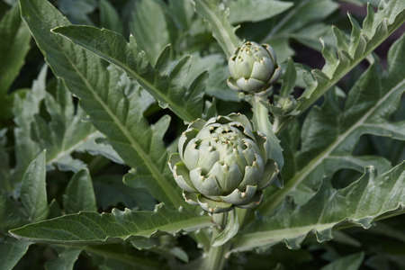 Green artichokes growing in garden, close up viewの写真素材