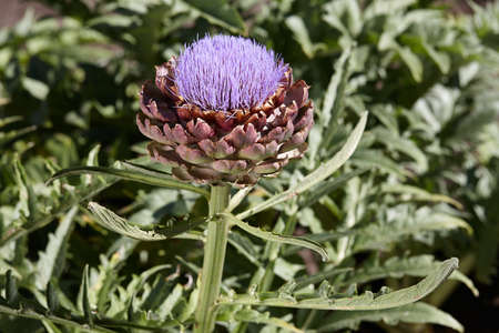 Flowering artichoke plant in garden, close up viewの写真素材