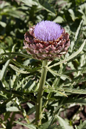 Flowering artichoke plant in garden, blossom close up viewの写真素材