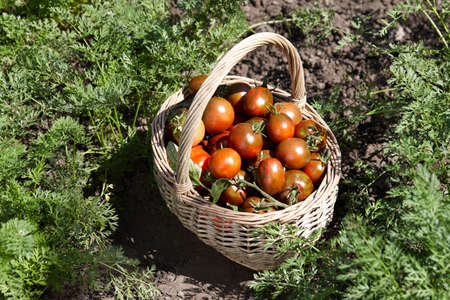 Brown ripe tomatoes basket in garden, healthy organic foodの写真素材