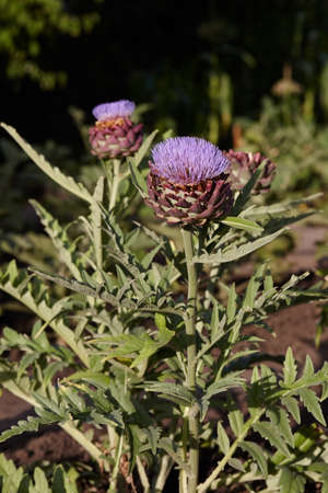 Flowering artichoke plants in garden. Beautiful purple blossoms of artichoke.の写真素材