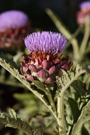 Flowering artichoke plants in garden, blossom close up viewの写真素材