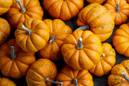 Beautiful mini pumpkins for holiday decoration, seasonal vegetablesの写真素材