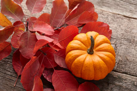 Beautiful mini pumpkin and autumn leaves on wooden planks backgroundの写真素材