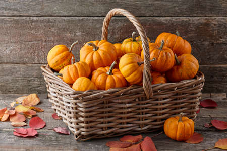 Basket with beautiful mini pumpkins on wooden planks, holiday decorationの写真素材