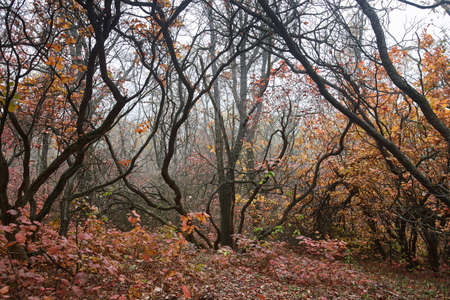 Colorful autumn forest in cloudy day, beautiful natureの写真素材