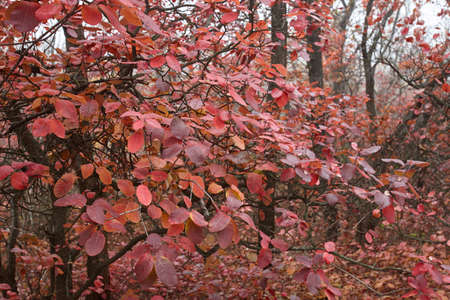 Colorful autumn forest in cloudy day, beautiful natureの写真素材