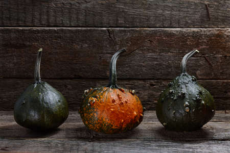 Warty Halloween pumpkins in old barn on wooden background, holiday decorationの写真素材