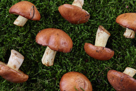 Slippery jacks or Suillus luteus on green moss background. Wild mushrooms in forest.の写真素材