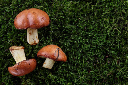 Slippery jacks or Suillus luteus on green moss background. Wild mushrooms in forest.の写真素材