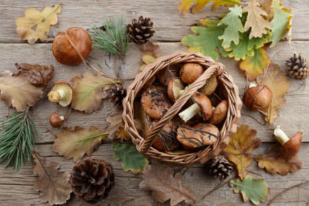 Mushrooms basket and autumn leaves on wooden background, copy spaceの写真素材