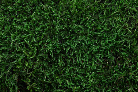 Green forest moss texture background, copy spaceの写真素材