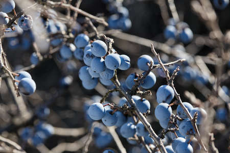 Blackthorn or sloe blue berries close up. Autumn nature.の写真素材