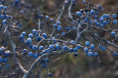 Blackthorn or sloe blue berries close up. Autumn nature.の写真素材