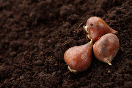 Planting tulip bulbs in soil, close up viewの写真素材