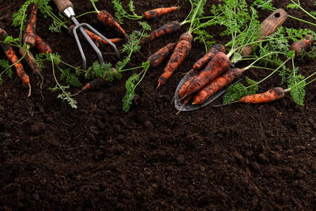 Fresh juicy carrots with greens in garden on soil backgroundの写真素材