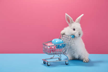 White Easter bunny rabbit with shopping basket and painted eggs on blue and pink backgroundの写真素材