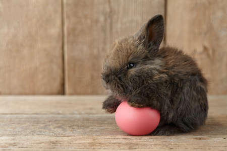 Easter bunny rabbit with painted egg on wooden backgroundの写真素材