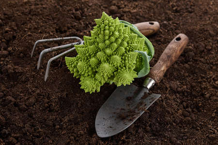 Romanesco broccoli, or Roman cauliflower with garden tools on soil backgroundの写真素材