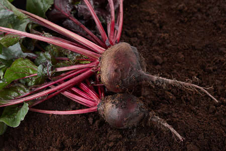 Fresh harvested beetroots. Organic beet on soil background.の写真素材