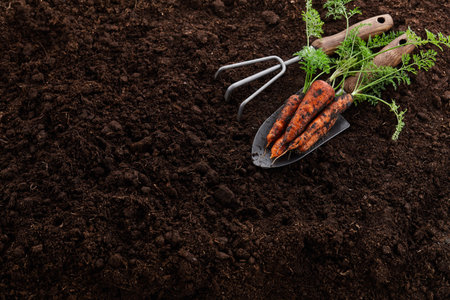 Fresh juicy carrots with greens in garden on soil backgroundの写真素材