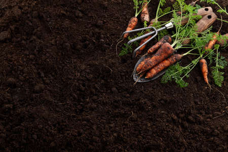 Fresh juicy carrots with greens in garden on soil backgroundの写真素材