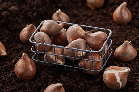 Planting tulip bulbs in soil, close up view
