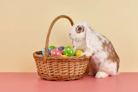 Lop rabbit with basket and Easter eggs on color backgroundの写真素材