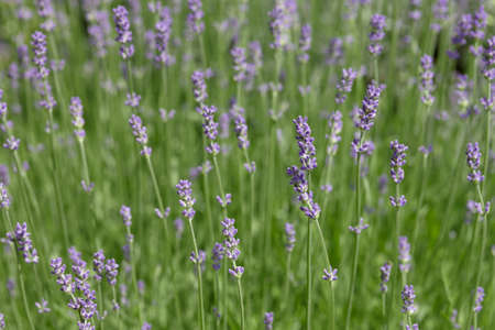Fresh lavender flowers closeup outdoors, summer seasonalの写真素材