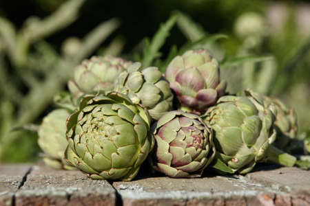 Fresh artichoke globes on wooden table in gardenの写真素材