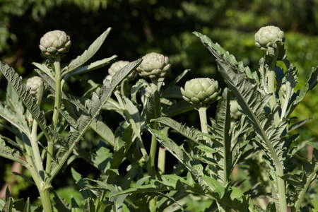 Green globe artichokes growing in a field in sunny dayの写真素材
