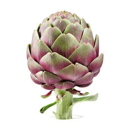 Purple artichoke isolated on white background, close up viewの写真素材