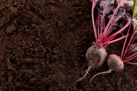 Fresh harvested organic beetroots on ground backgroundの写真素材